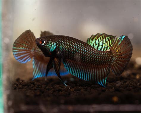 All Fish – BWAquatics.